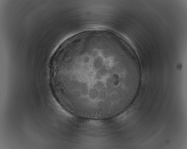 X0000089910835200707060957