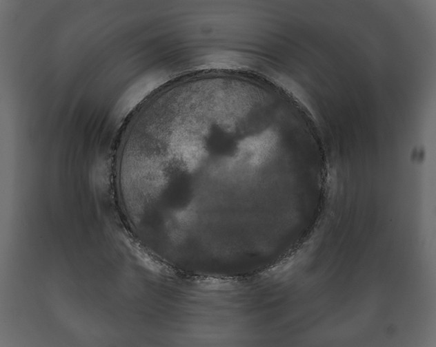 X0000089910874200707060957