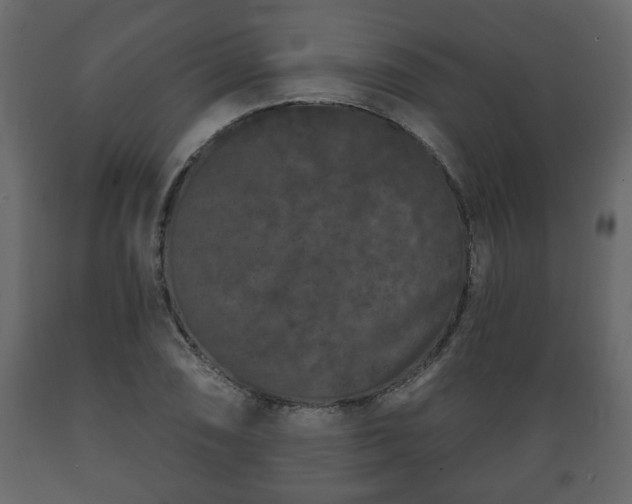 X0000089911074200707060954