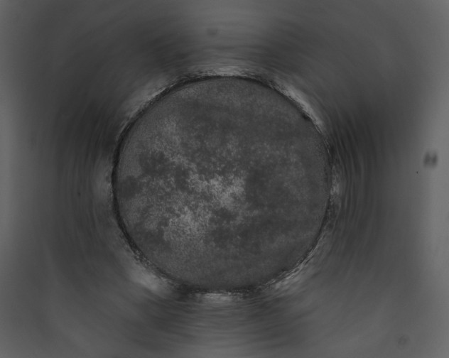 X0000089910394200707131353