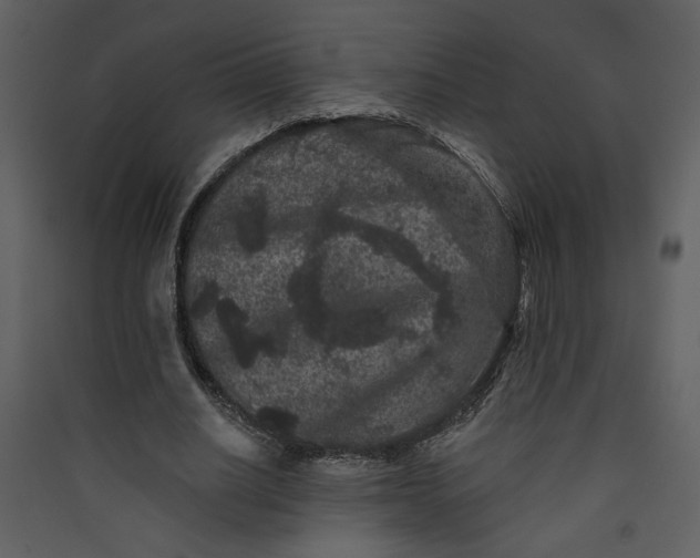 X0000089910630200707131350