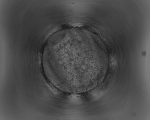 X0000089910664200707131350