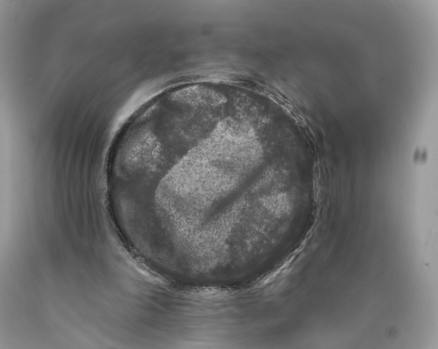 X0000089910198200707201803