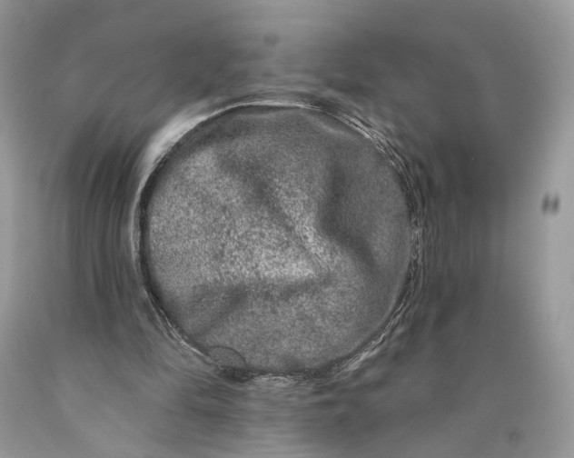 X0000089910294200707201802