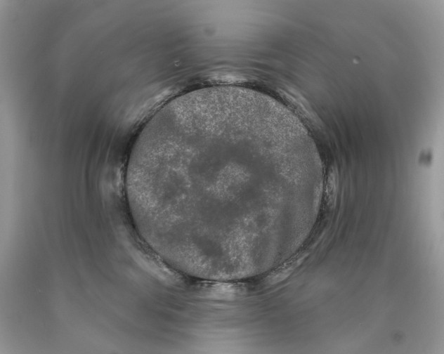 X0000089910330200707201801