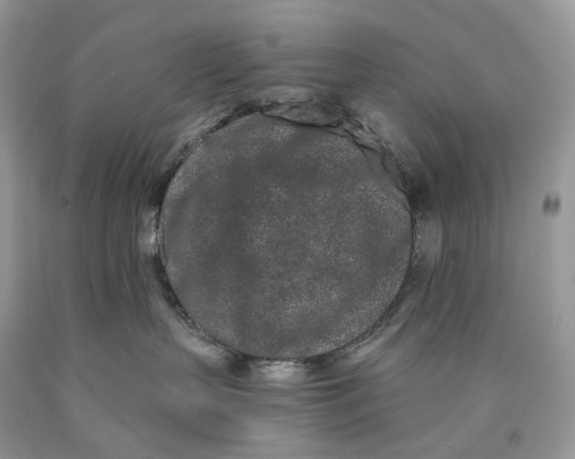 X0000089910383200707201801