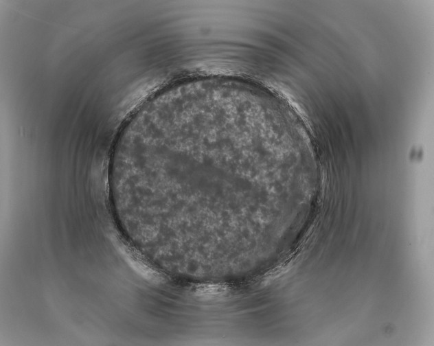 X0000089910398200707201800