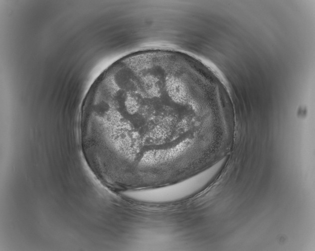 X0000089911295200707201748