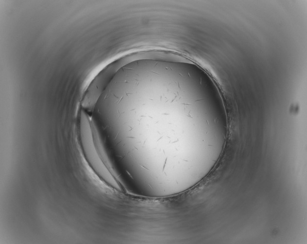 X0000089911524200707201744