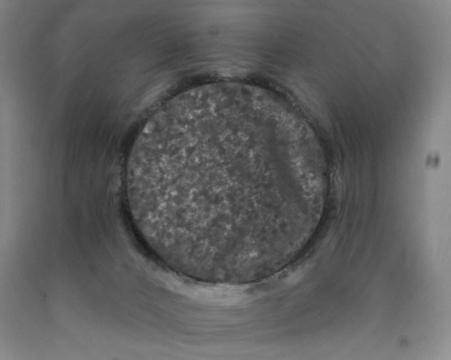 X0000089910032200707271724