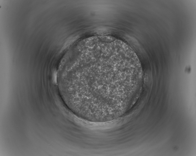 X0000089910046200707271724