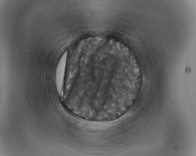 X0000089910048200707271724