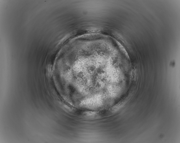 X0000089910093200707271724