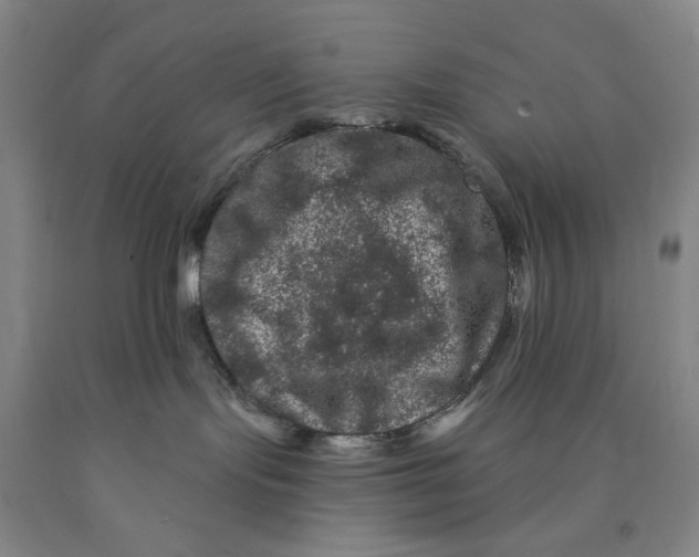 X0000089910095200707271724