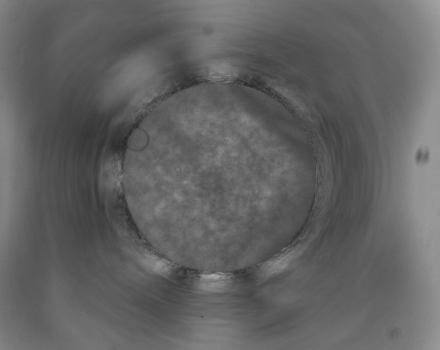 X0000089910240200707271721