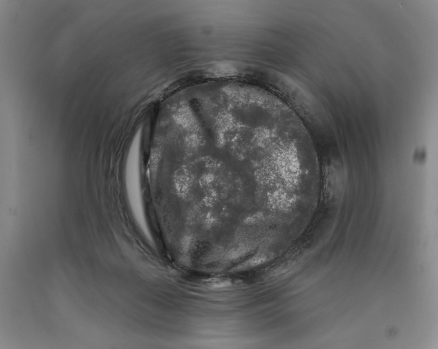 X0000089910267200707271721