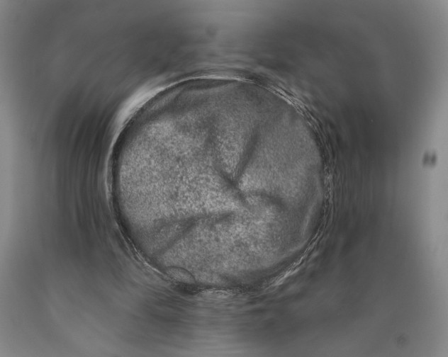 X0000089910294200707271720