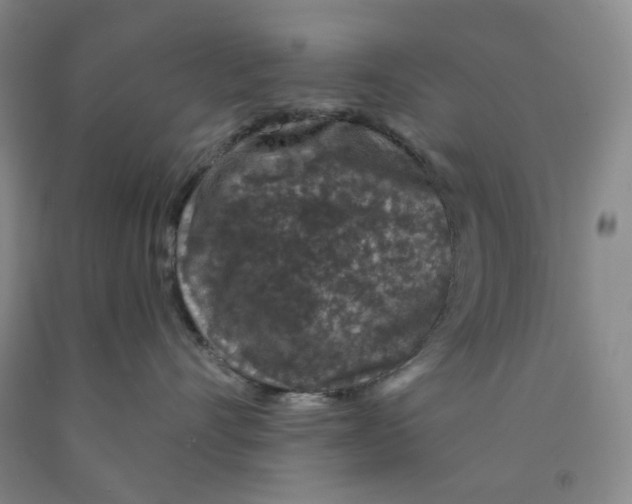 X0000089910528200707271717