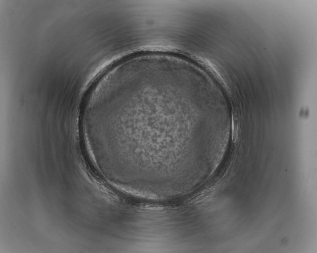 X0000089910531200707271716