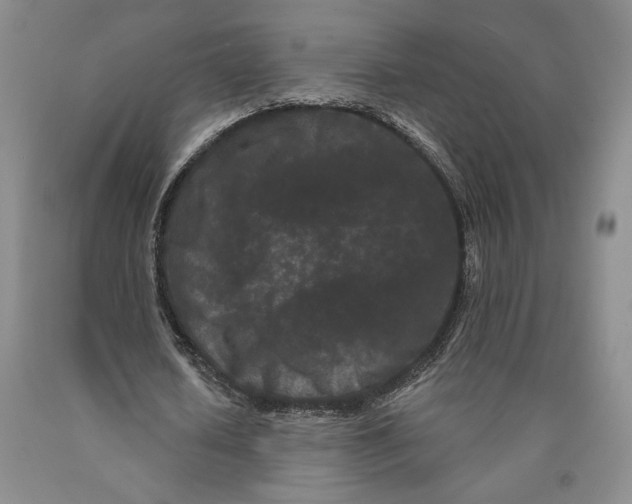 X0000089910626200707271715