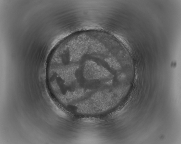 X0000089910630200707271715