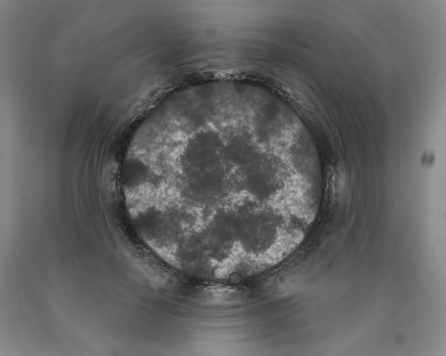 X0000089910650200707271715