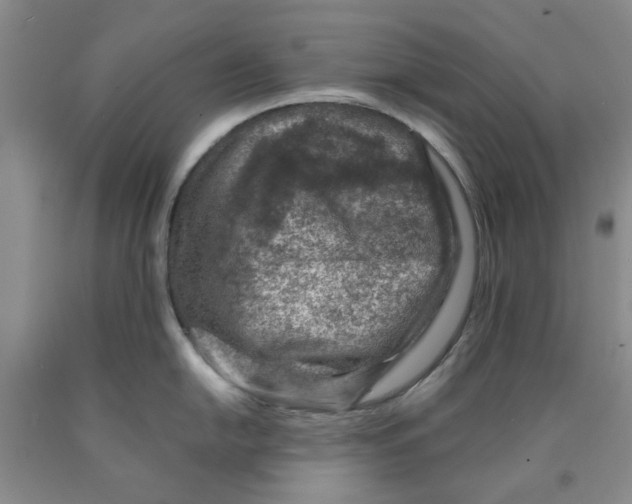 X0000089911054200707271710