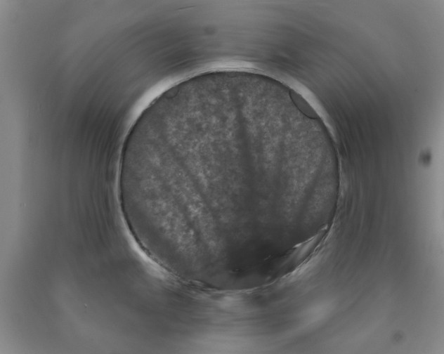 X0000089911245200707271708