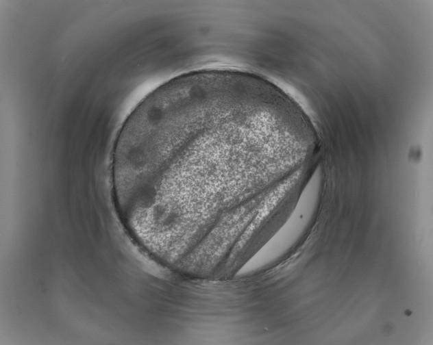 X0000089911375200707271705