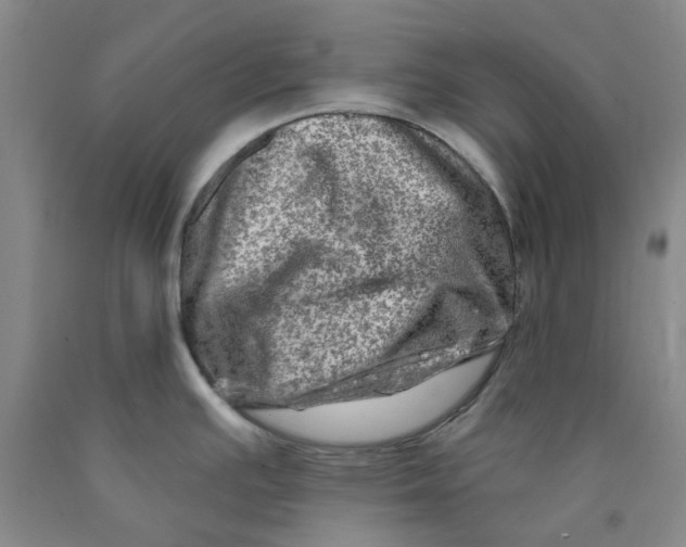 X0000089911391200707271705