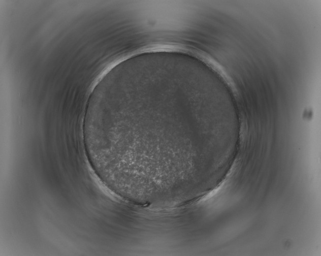 X0000089911417200707271705