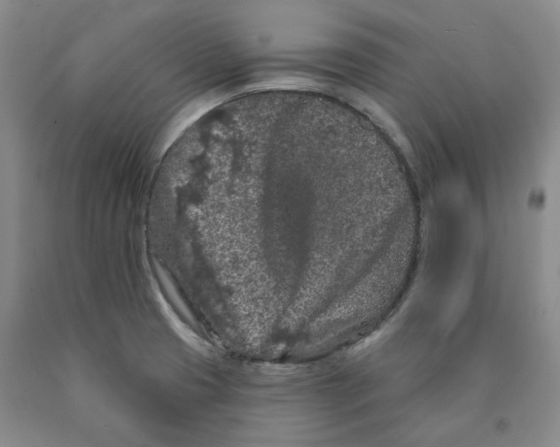 X0000089911425200707271705