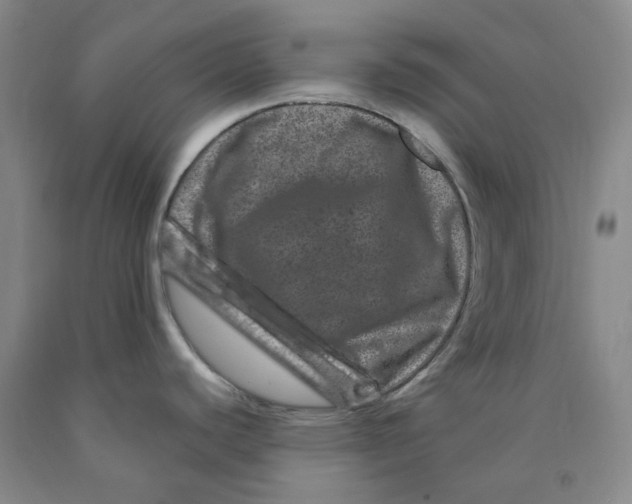 X0000089911440200707271705