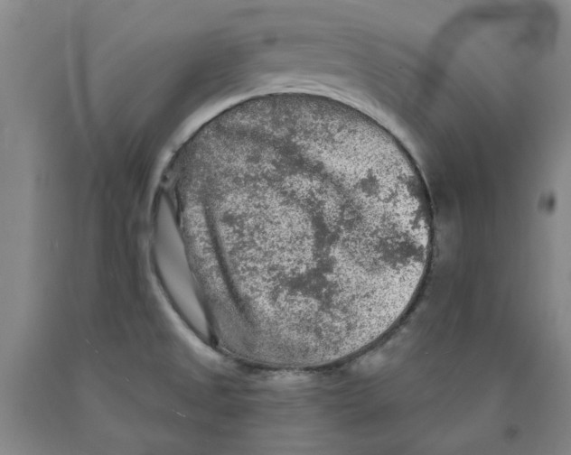 X0000089911525200707271704