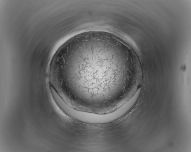 X0000089911528200707271704