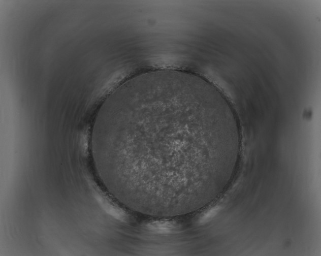 X0000089920065200707061027
