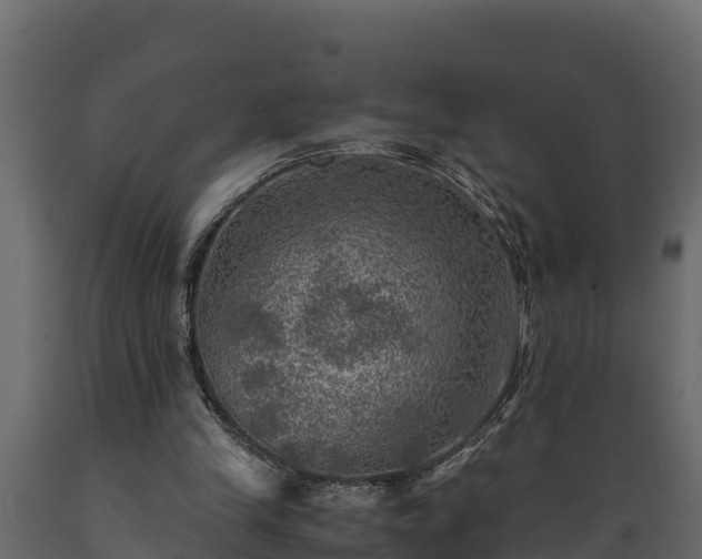 X0000089920245200707061024