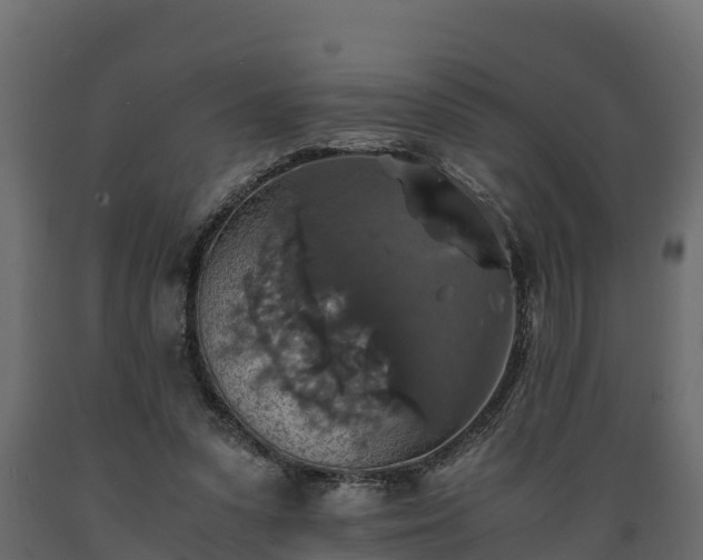 X0000089920303200707061024
