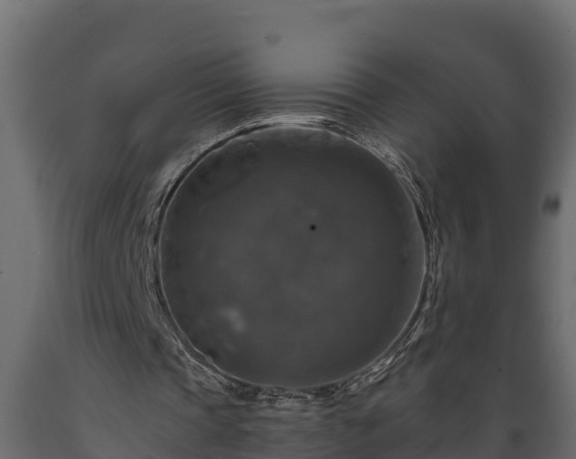 X0000089920337200707061023