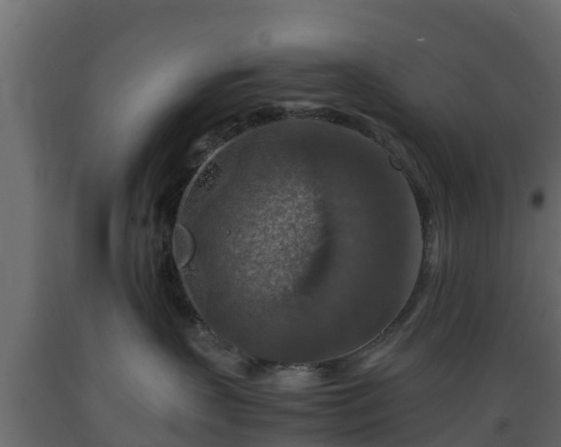 X0000089920383200707061024