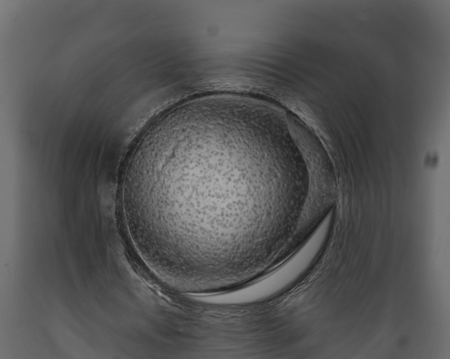 X0000089920434200707061022