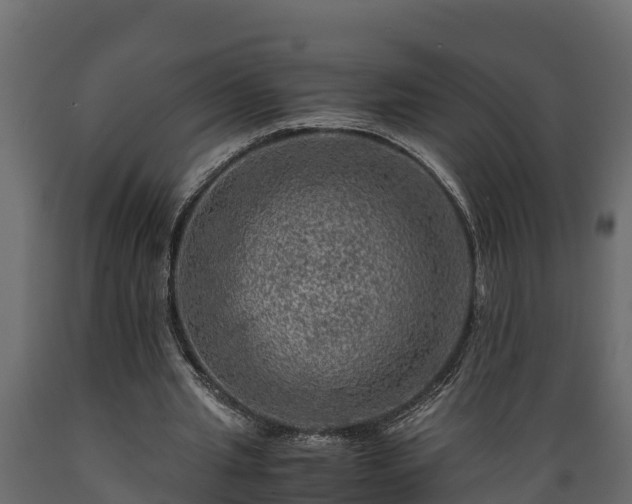 X0000089920437200707061022