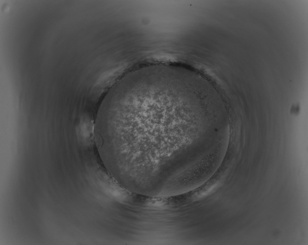 X0000089920624200707061020