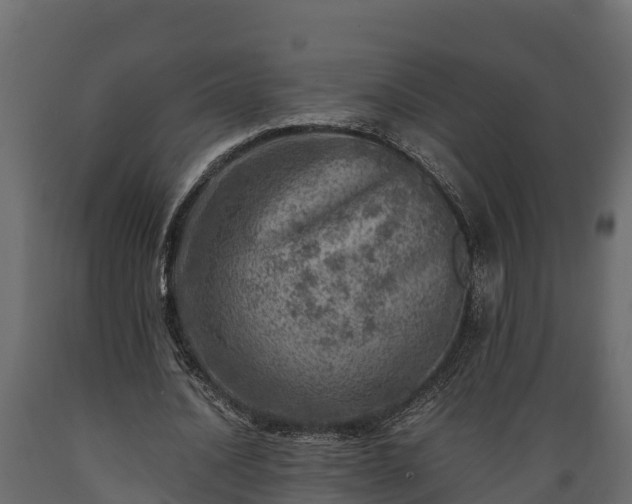 X0000089920628200707061020