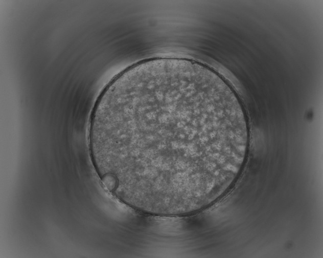 X0000089920856200707061018
