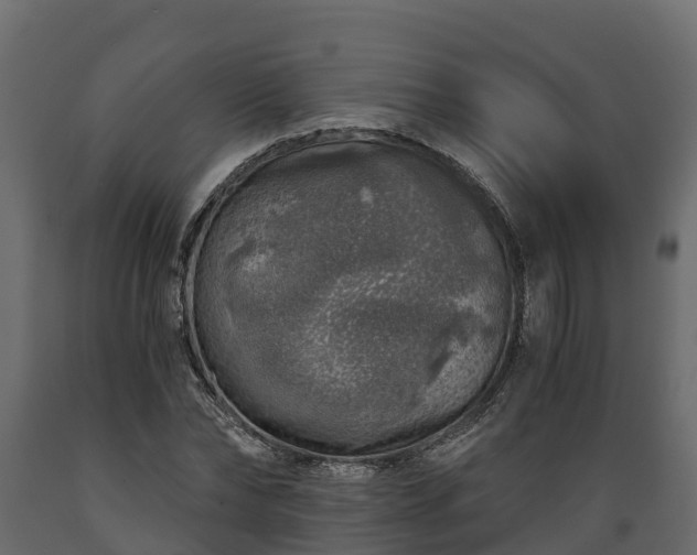 X0000089920878200707061017