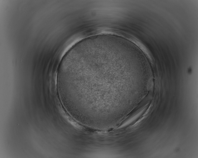 X0000089921198200707061013