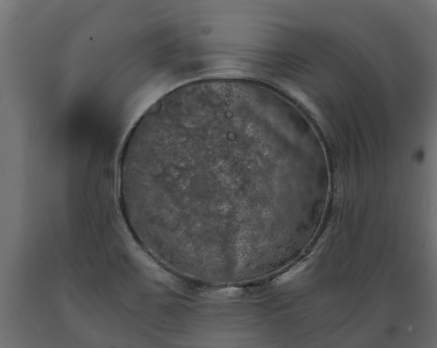 X0000089921467200707061009