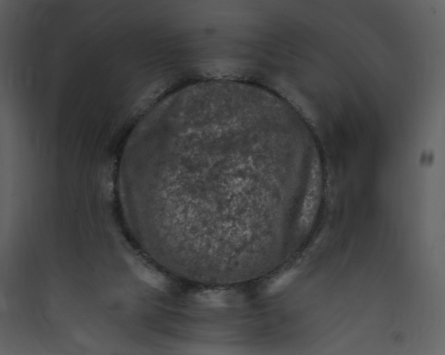 X0000089920065200707131419