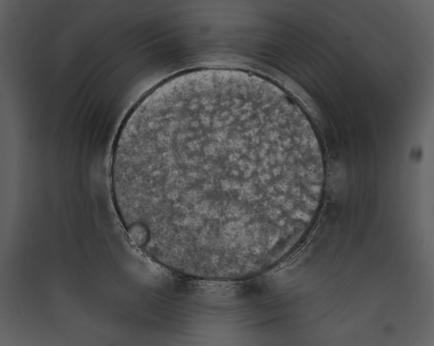 X0000089920856200707131409